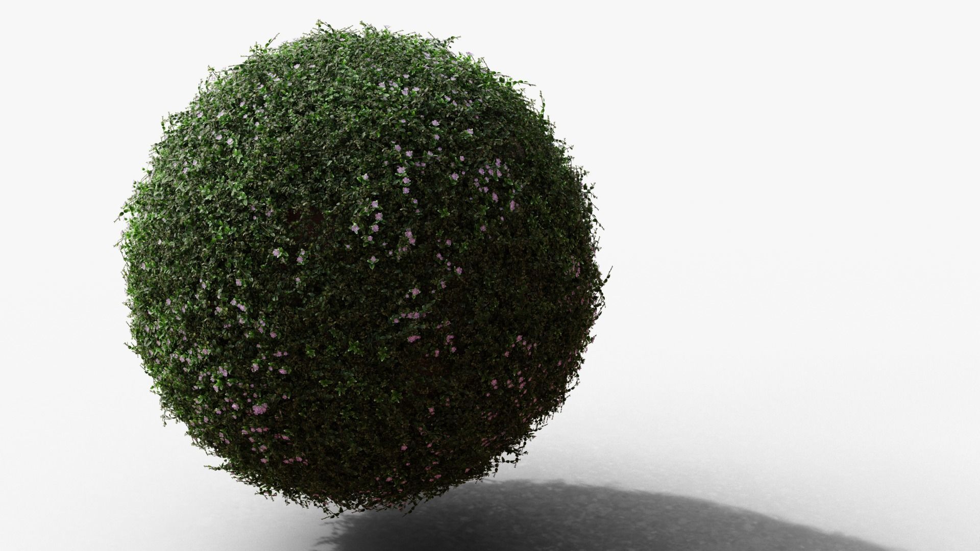 Vinca minor 3D model_13