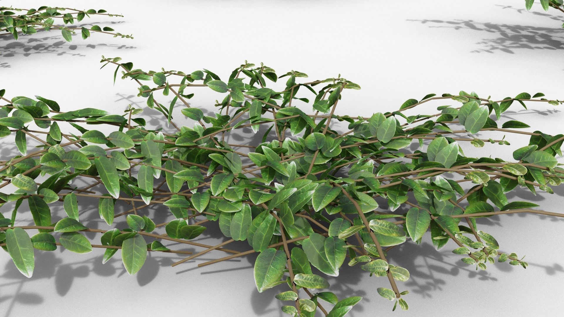 Vinca minor 3D model_26