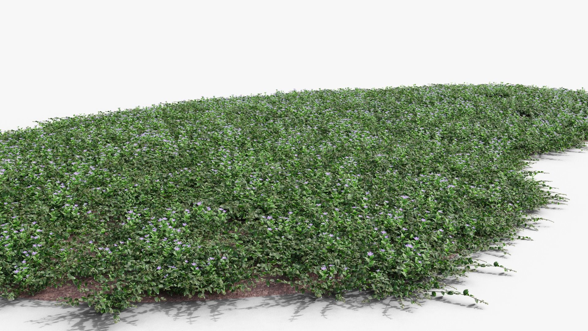 Vinca minor 3D model_9