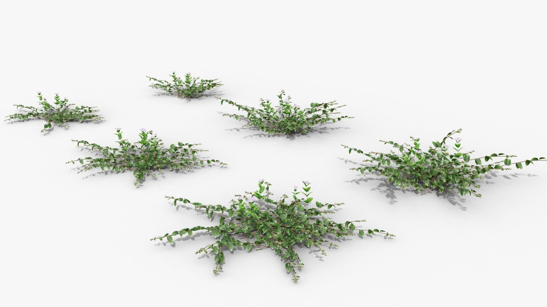 Vinca minor 3D model_21