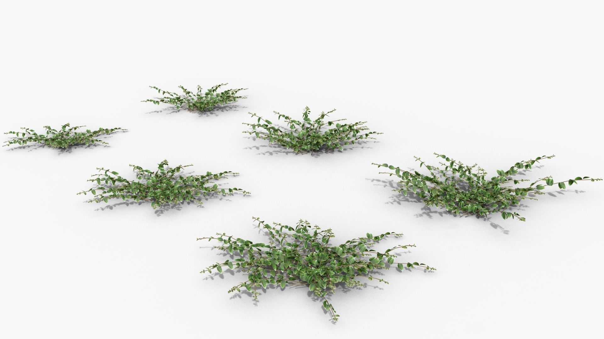 Vinca minor 3D model_18