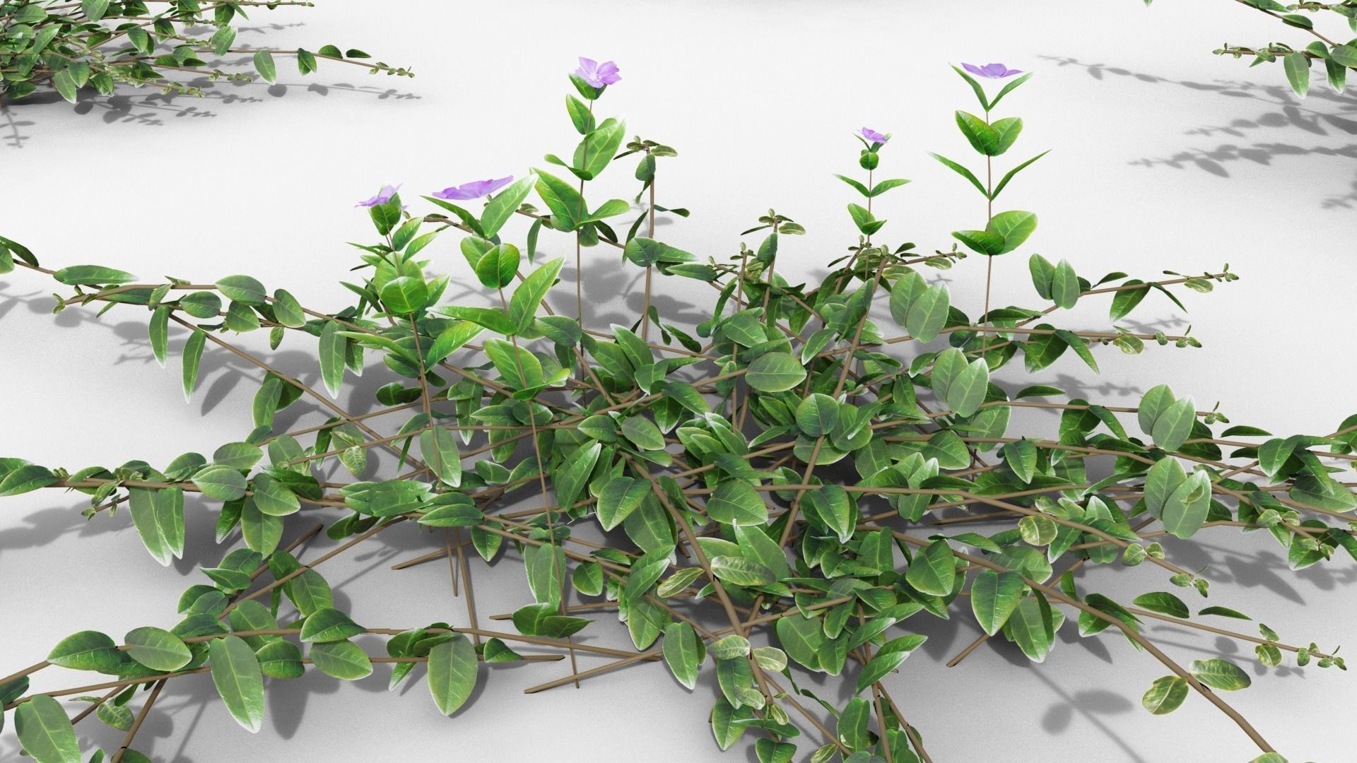 Vinca minor 3D model_28