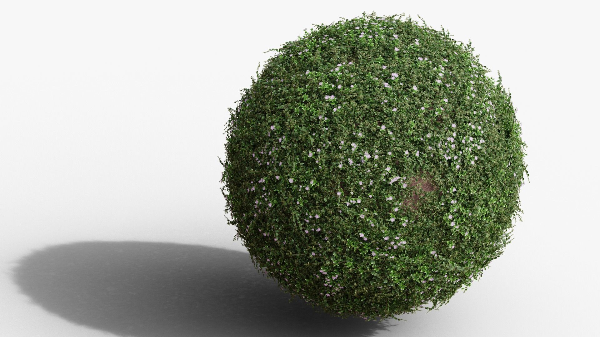 Vinca minor 3D model_12