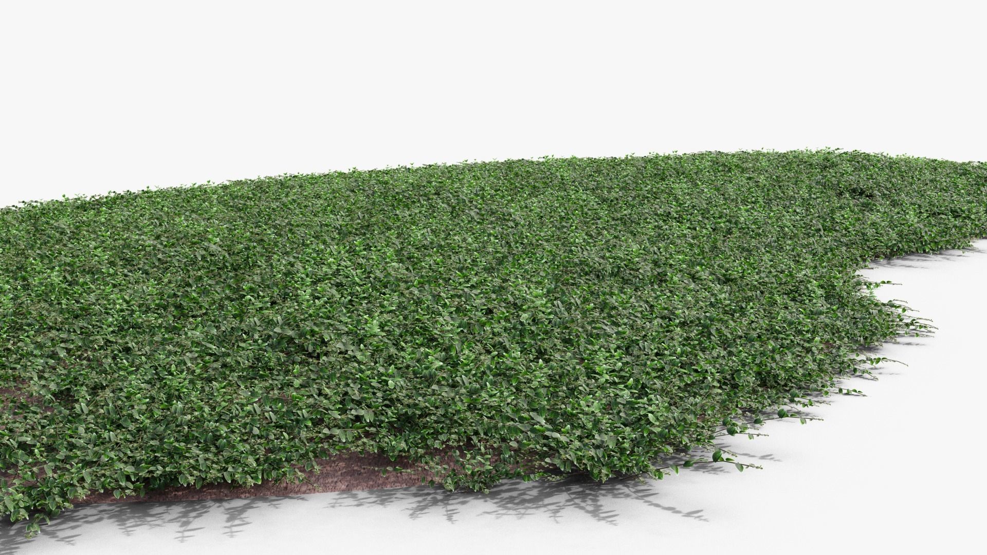 Vinca minor 3D model_4