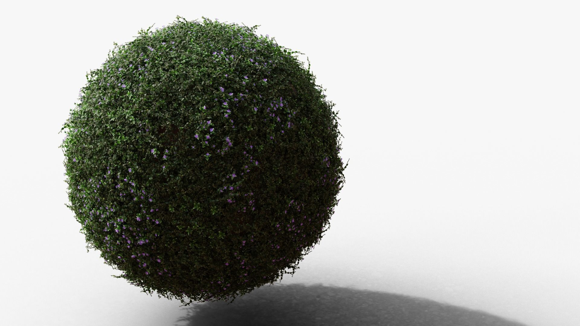 Vinca minor 3D model_7