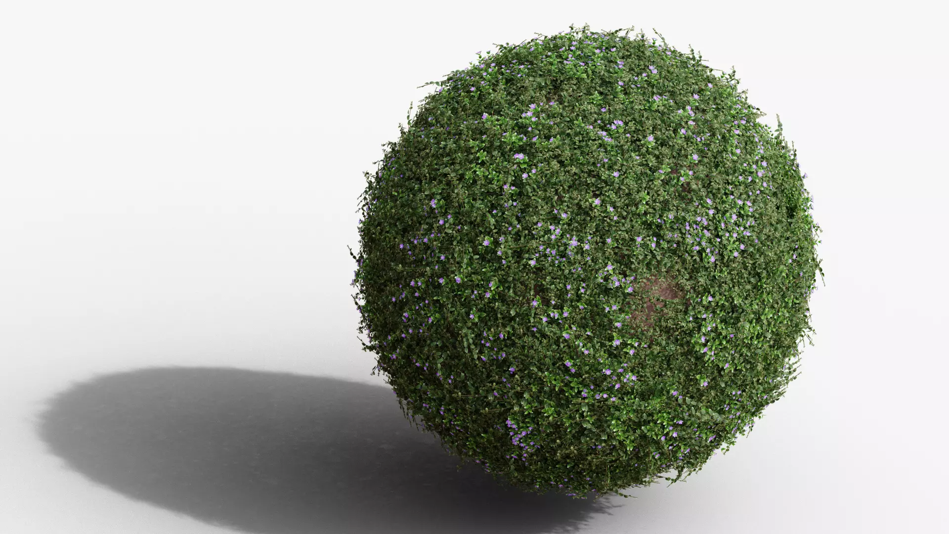 Vinca minor 3D model_0