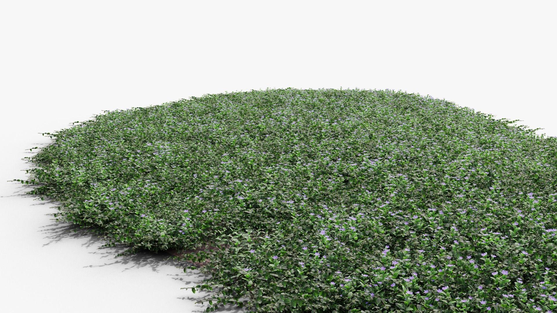 Vinca minor 3D model_10