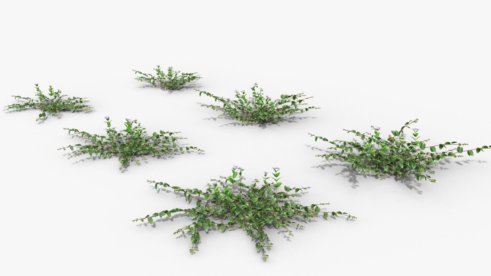 Vinca minor 3D model_20