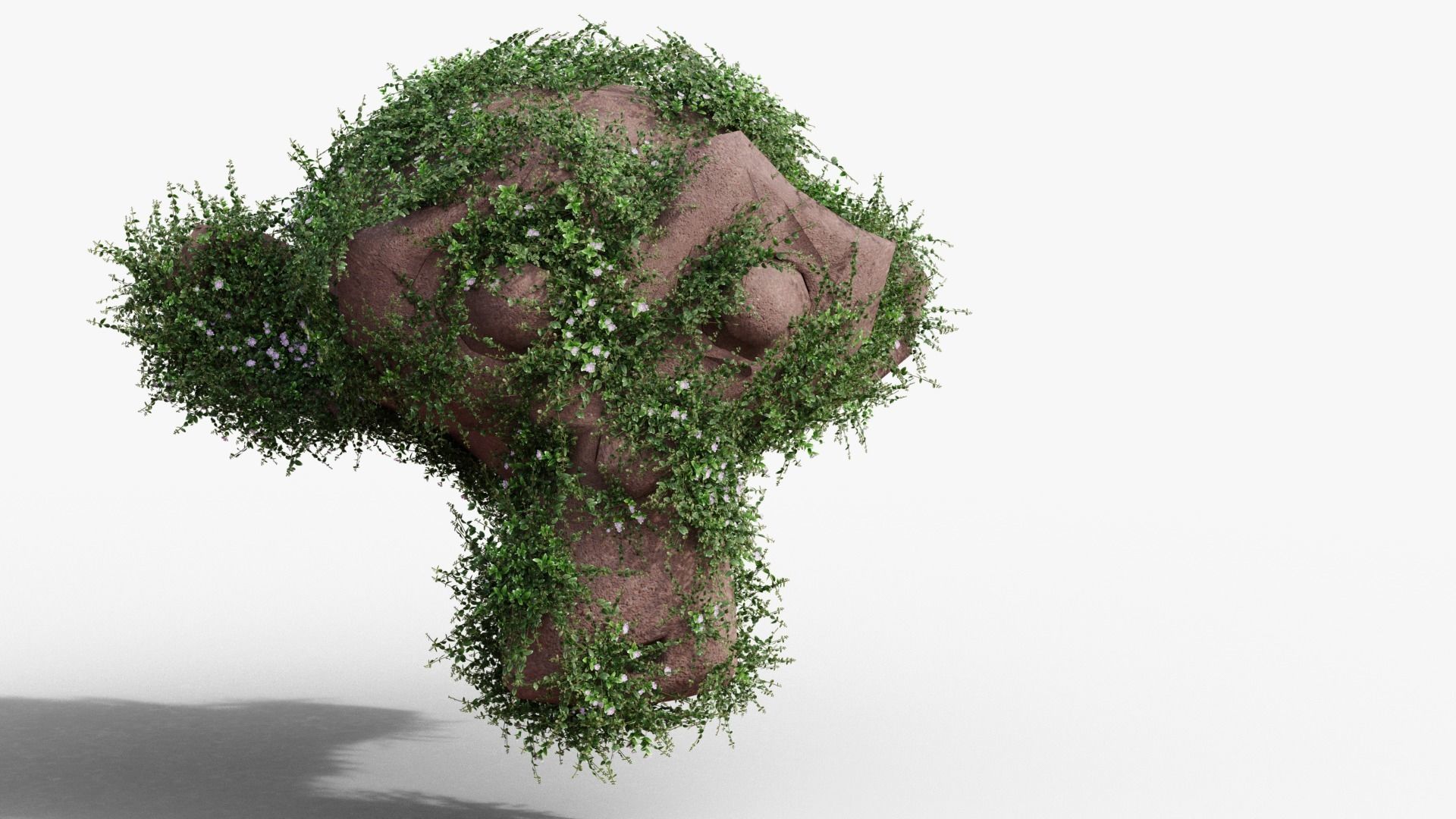 Vinca minor 3D model_14