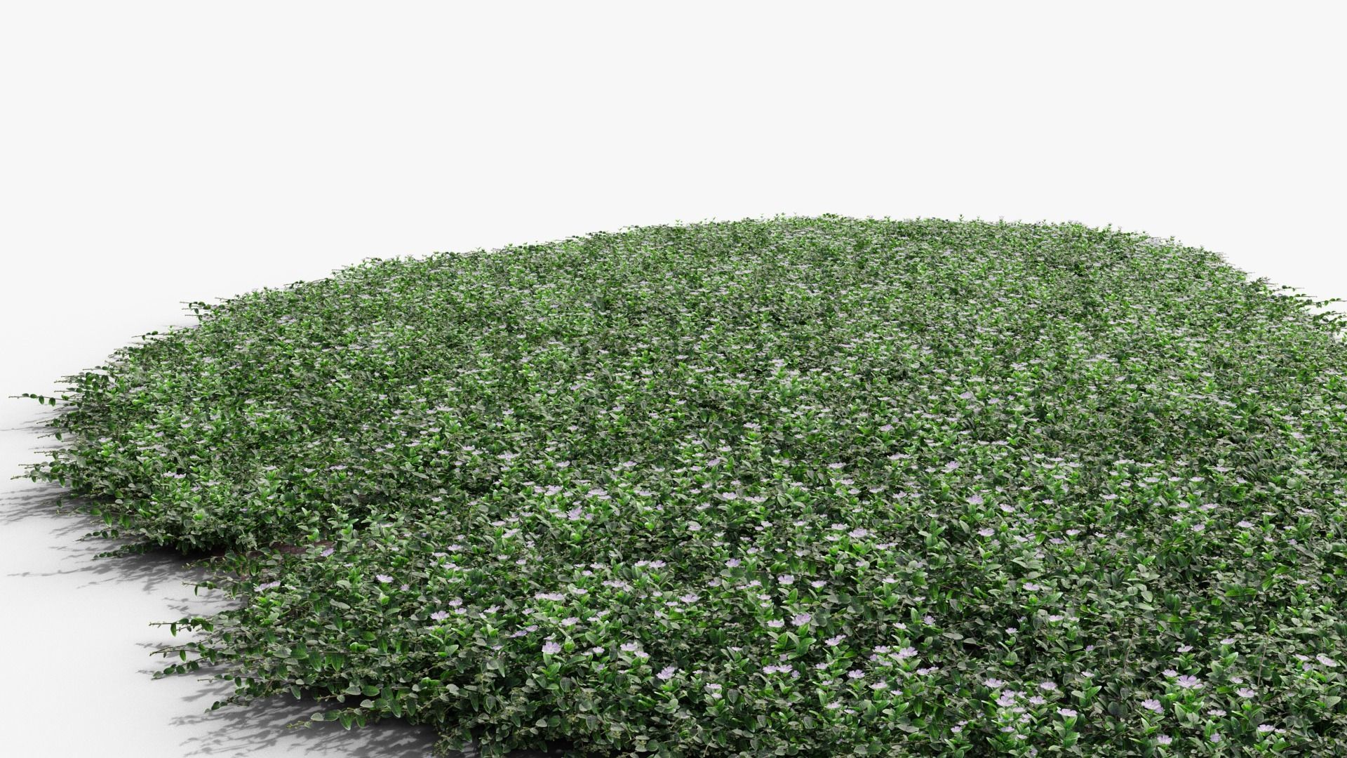 Vinca minor 3D model_16