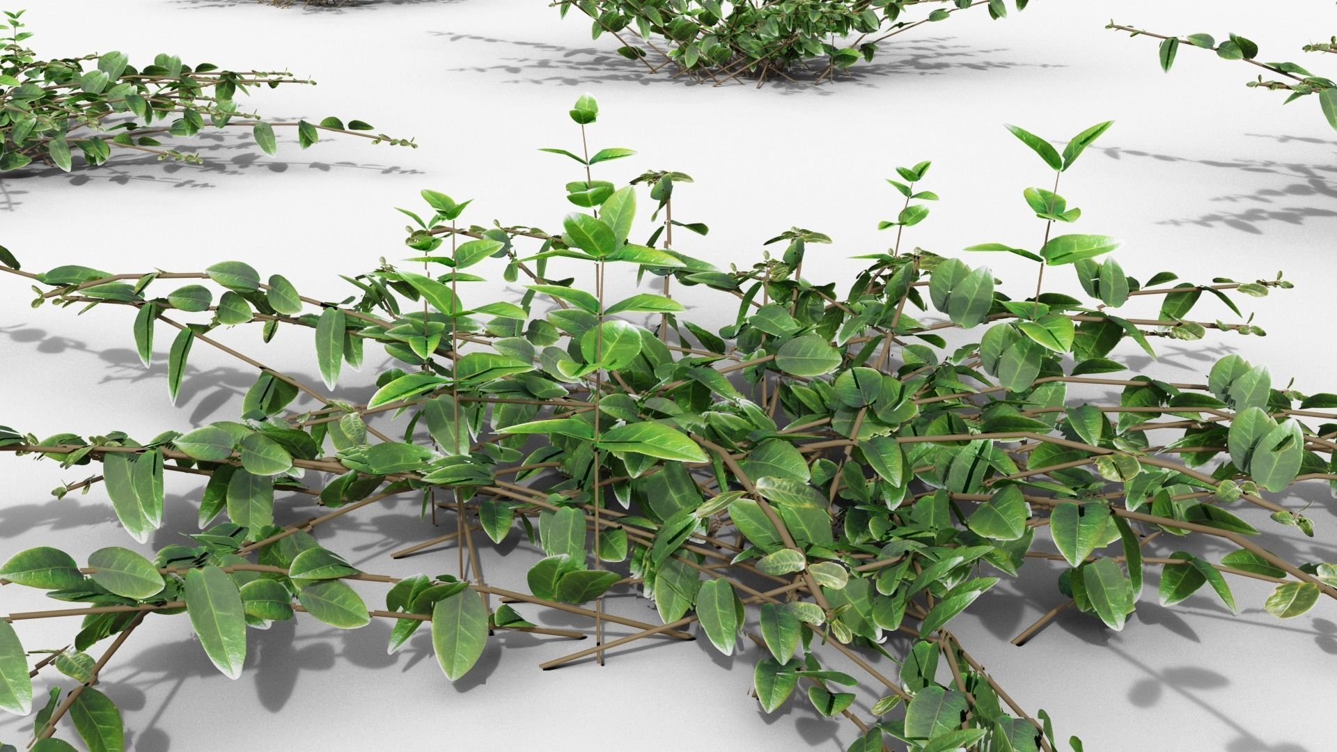 Vinca minor 3D model_23