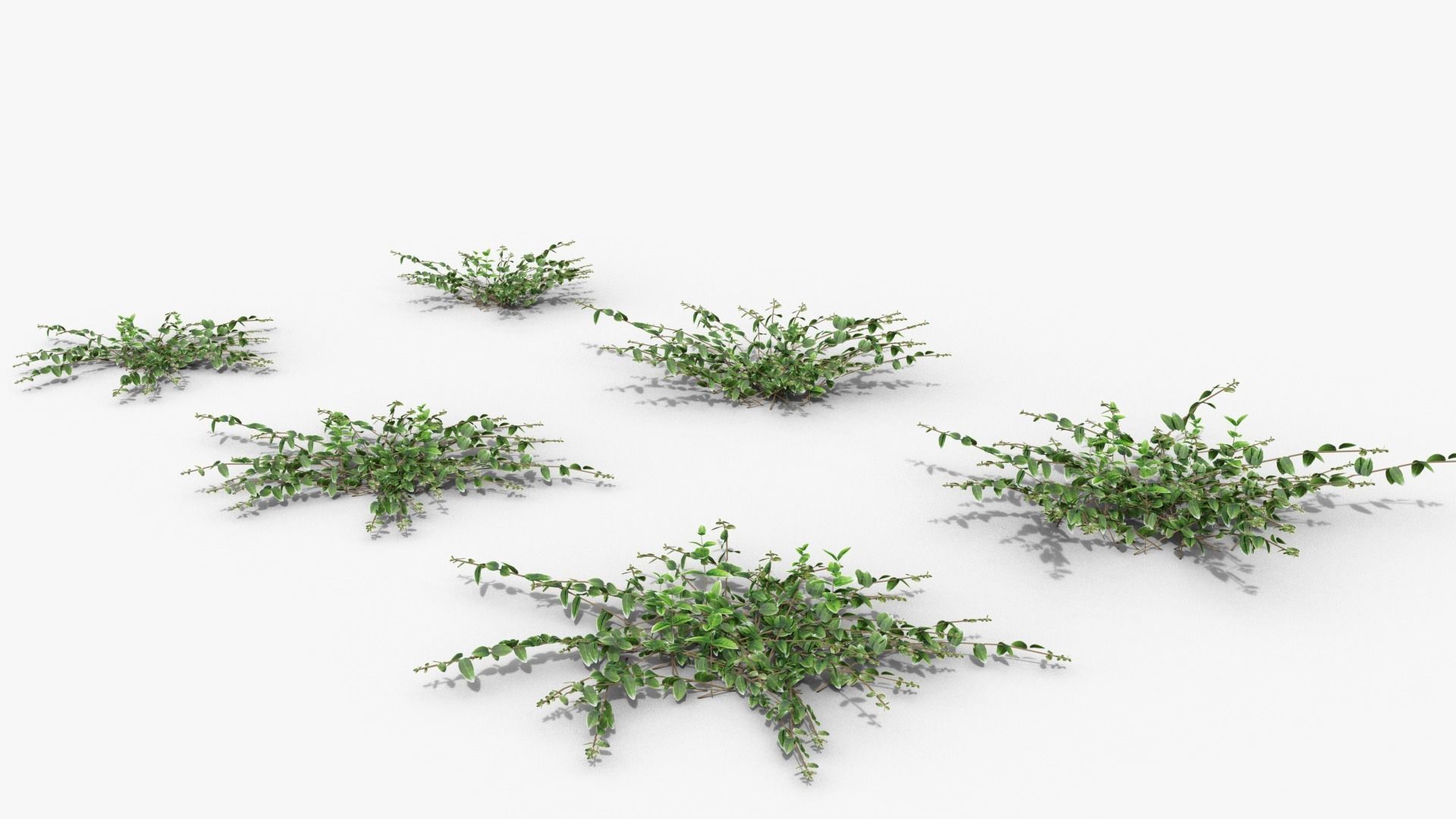 Vinca minor 3D model_19