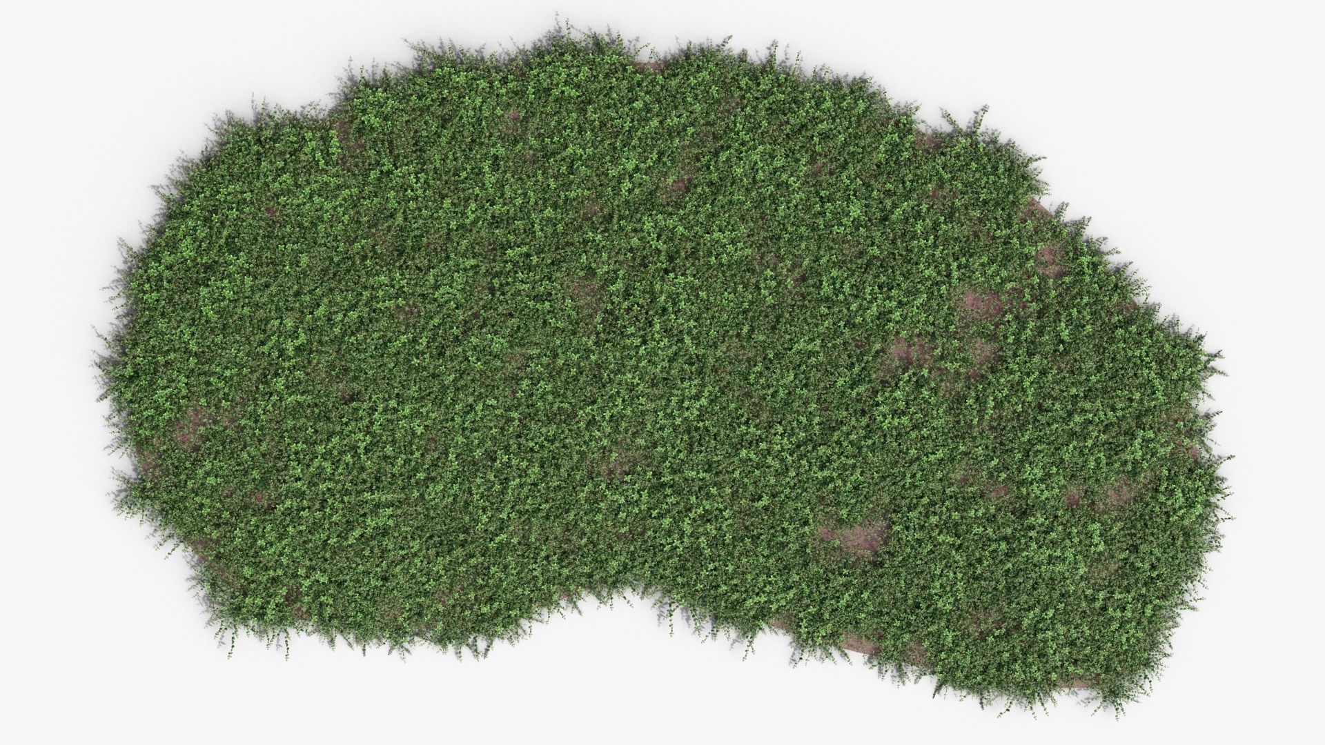 Vinca minor 3D model_6