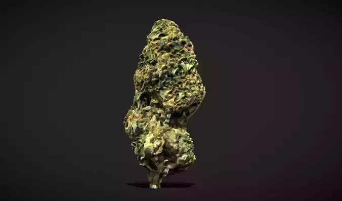 Cannabis Weed Bud Scan 2