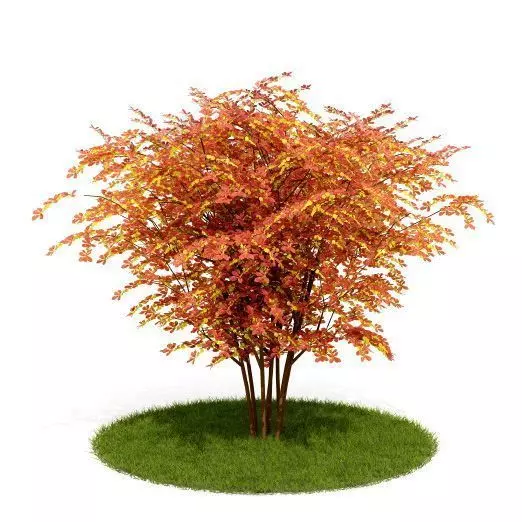 Tree In Autumn 3D model_0