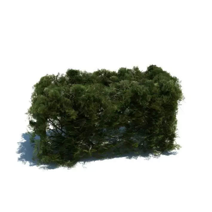 Rectangular Trimmed Hedge 3D model_0