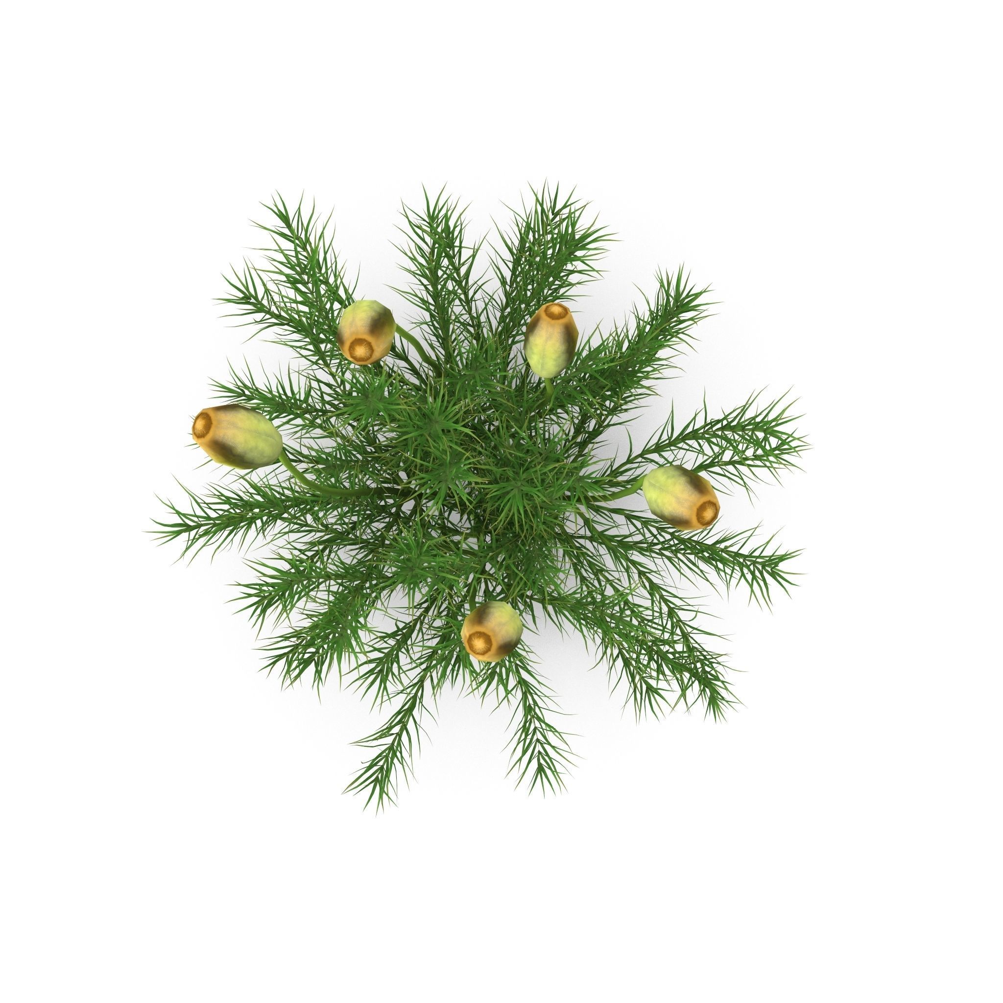 Polytrichum commune Low-poly 3D model_4