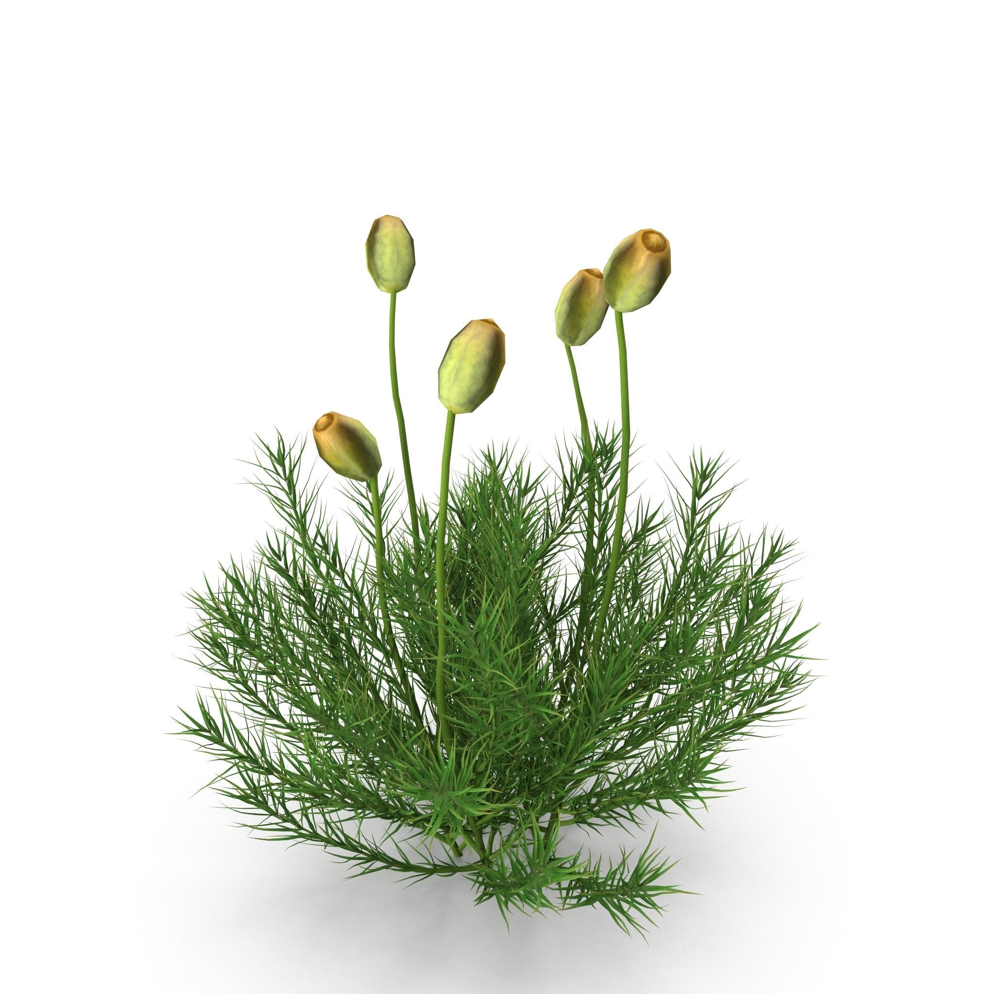 Polytrichum commune Low-poly 3D model_3