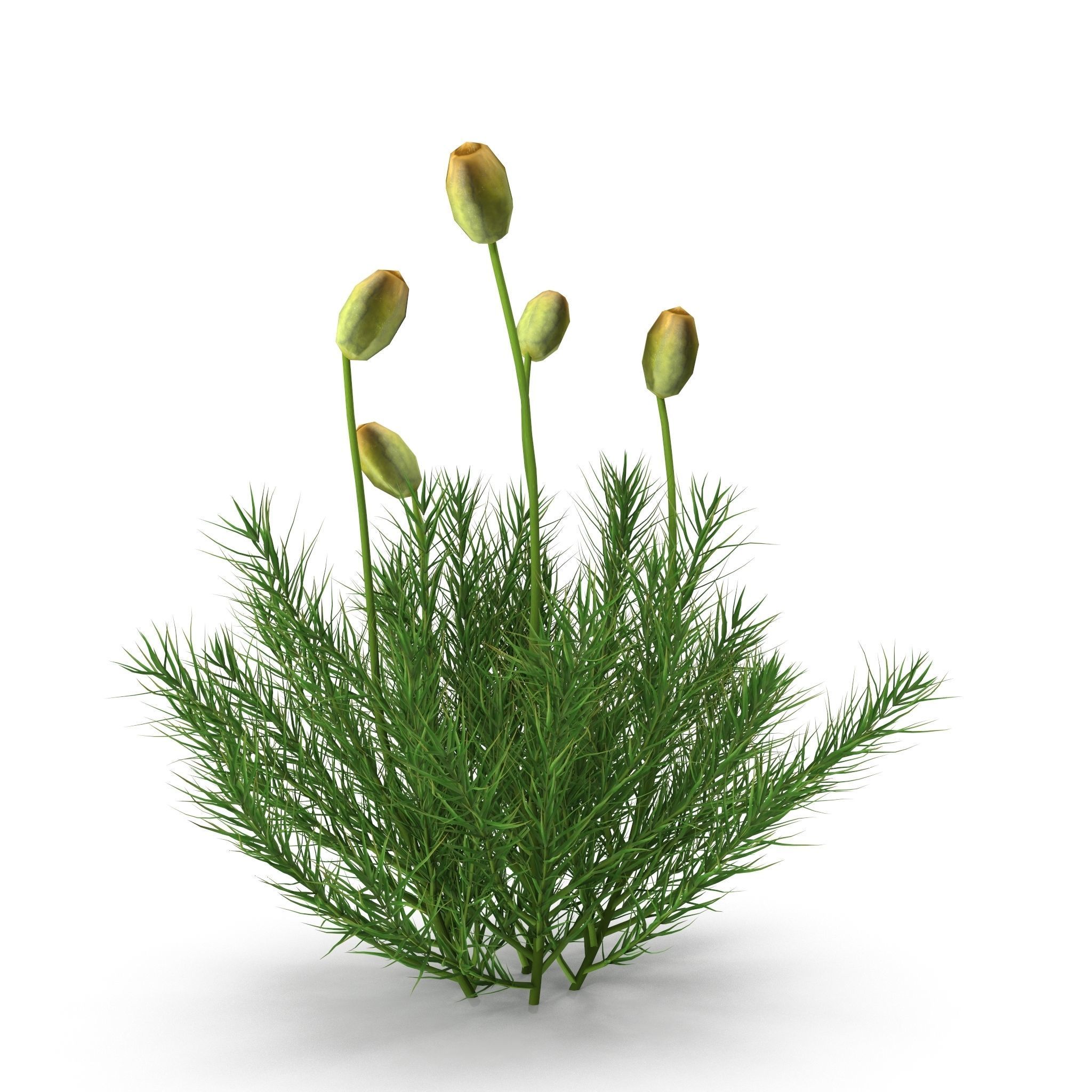 Polytrichum commune Low-poly 3D model_8