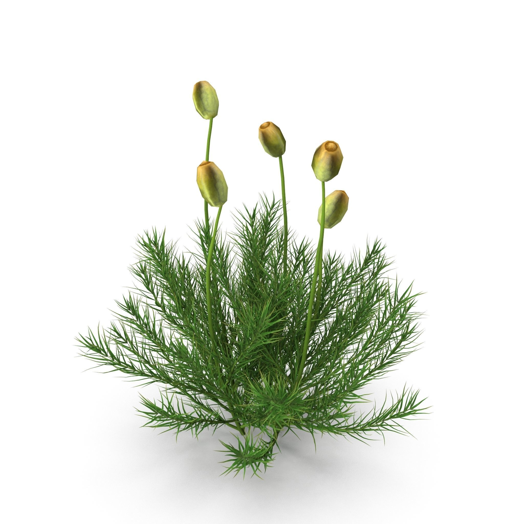 Polytrichum commune Low-poly 3D model_2