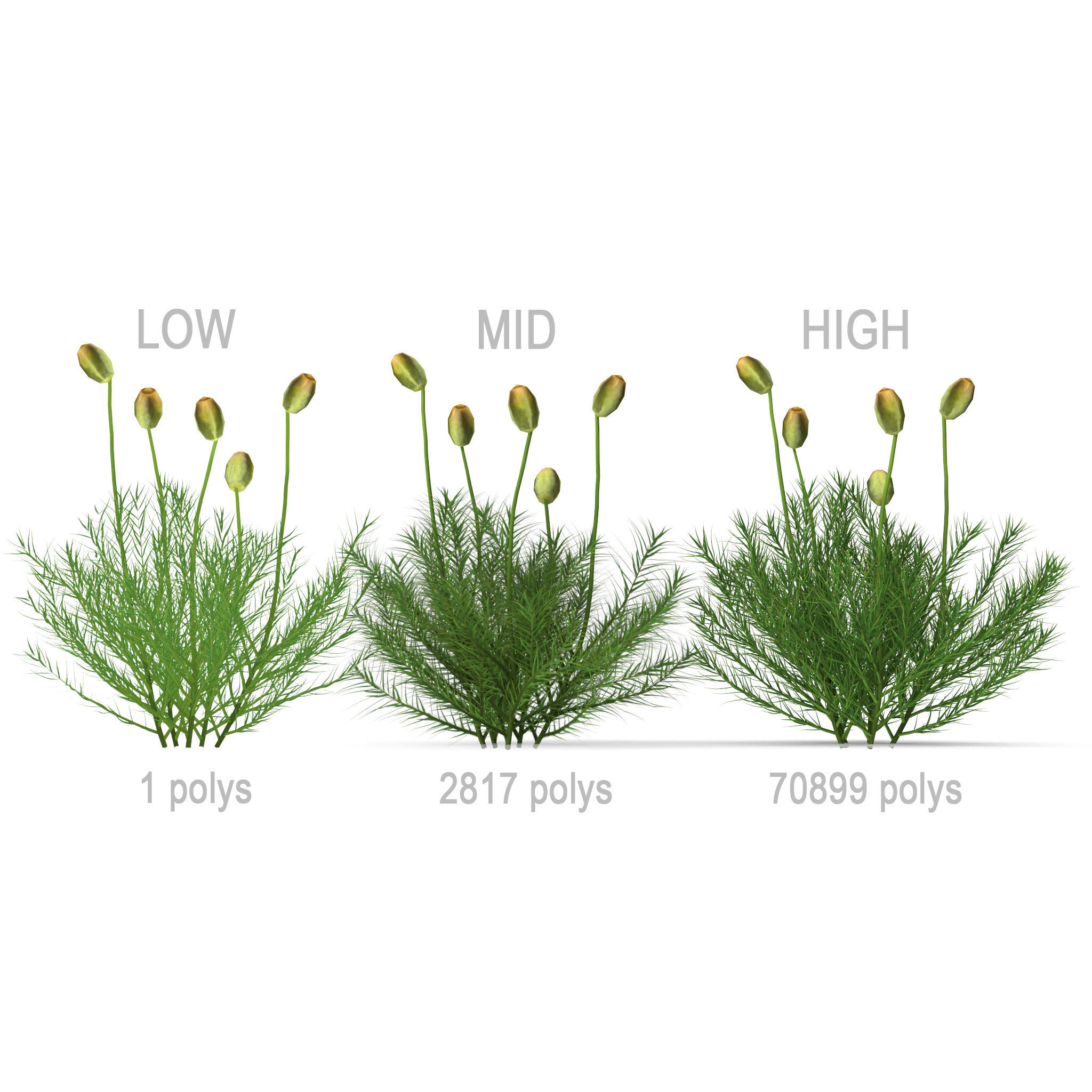 Polytrichum commune Low-poly 3D model_13