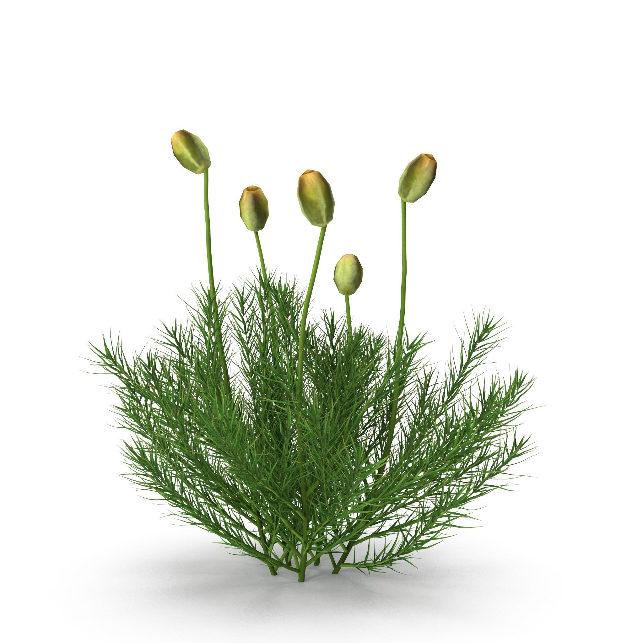 Polytrichum commune Low-poly 3D model_5