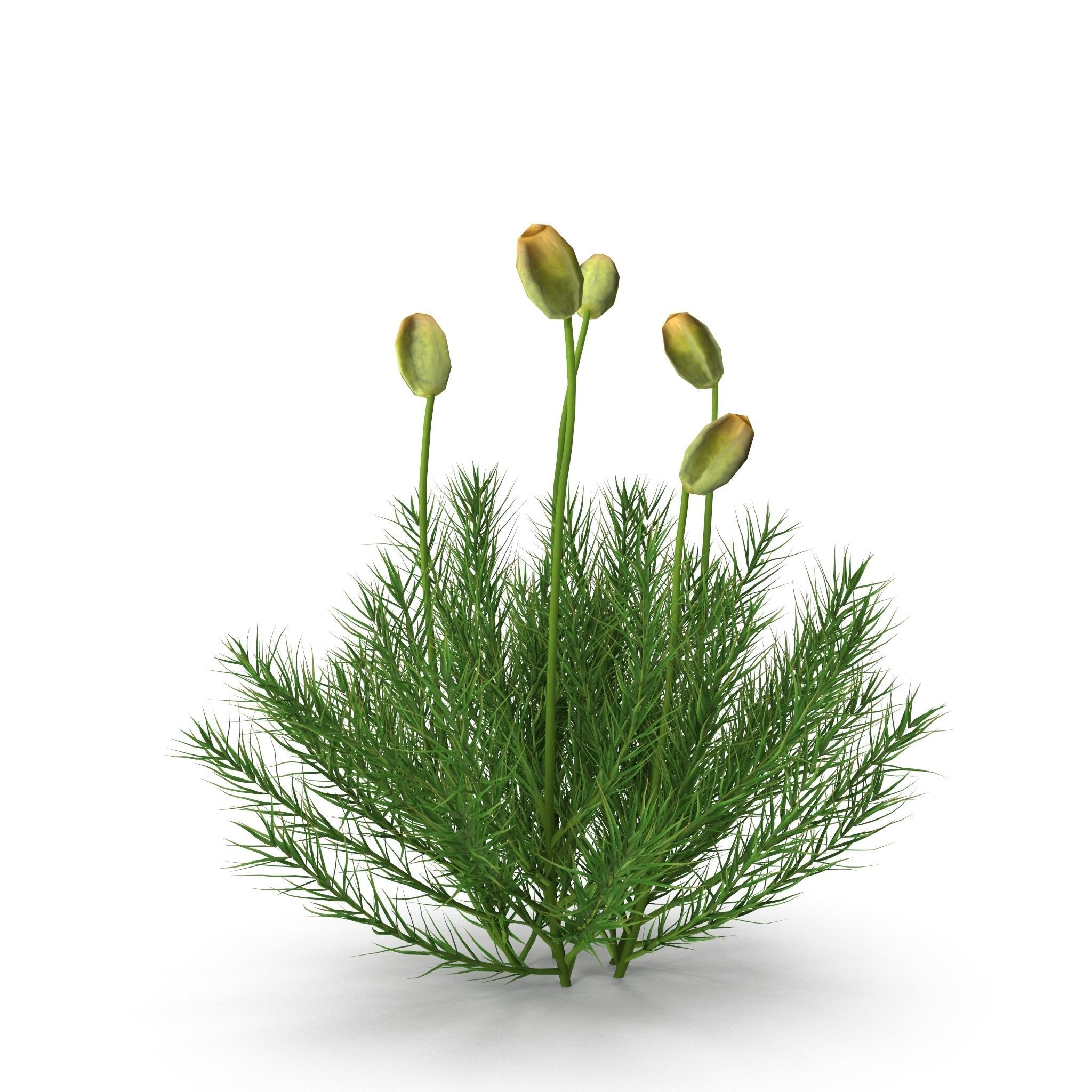 Polytrichum commune Low-poly 3D model_6
