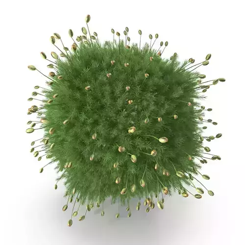 Polytrichum commune Low-poly 3D model