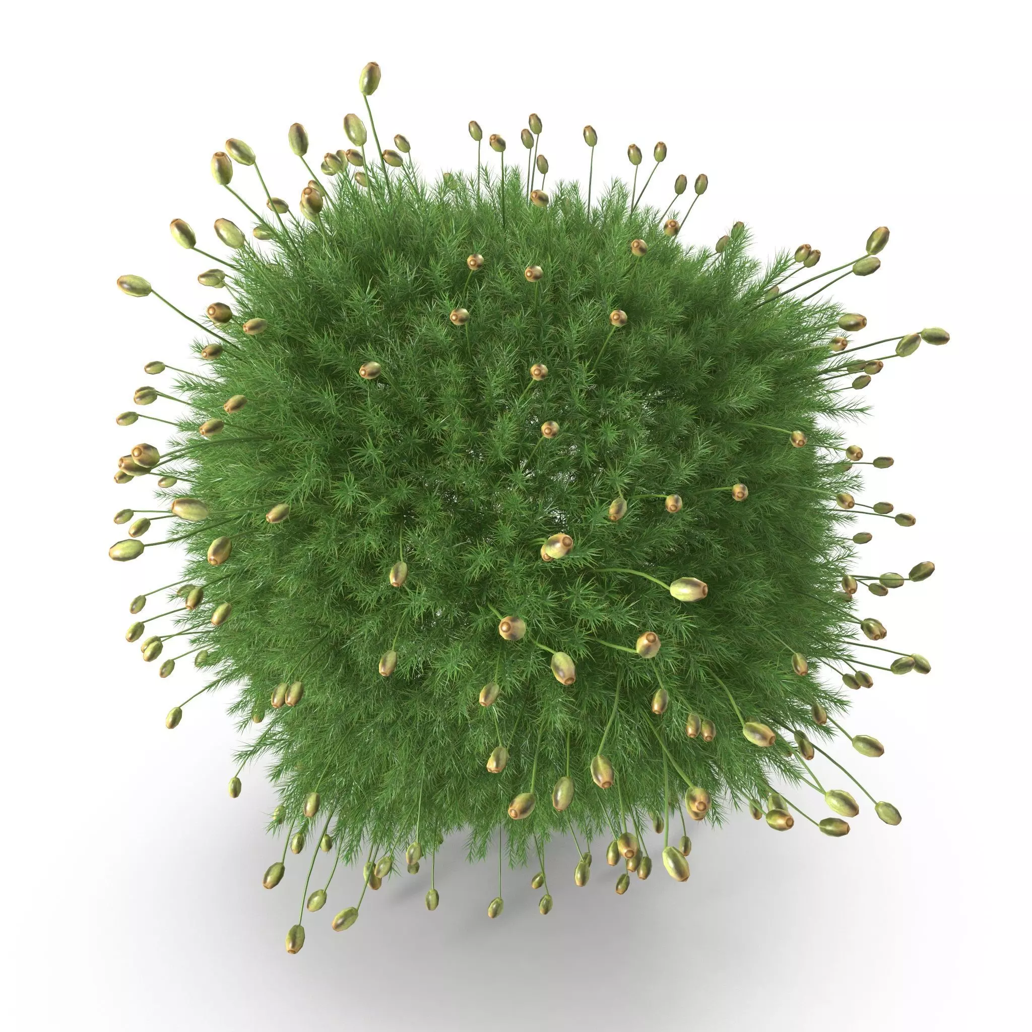 Polytrichum commune Low-poly 3D model_0