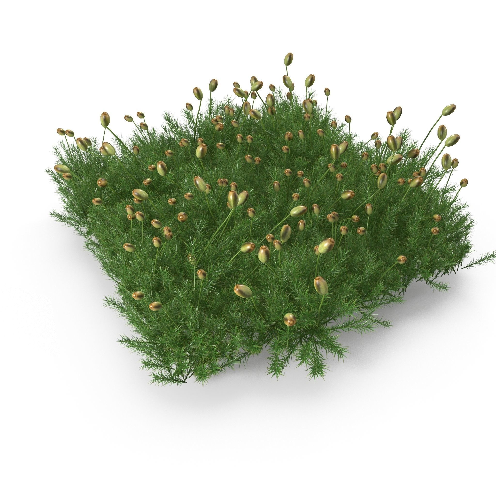 Polytrichum commune Low-poly 3D model_1