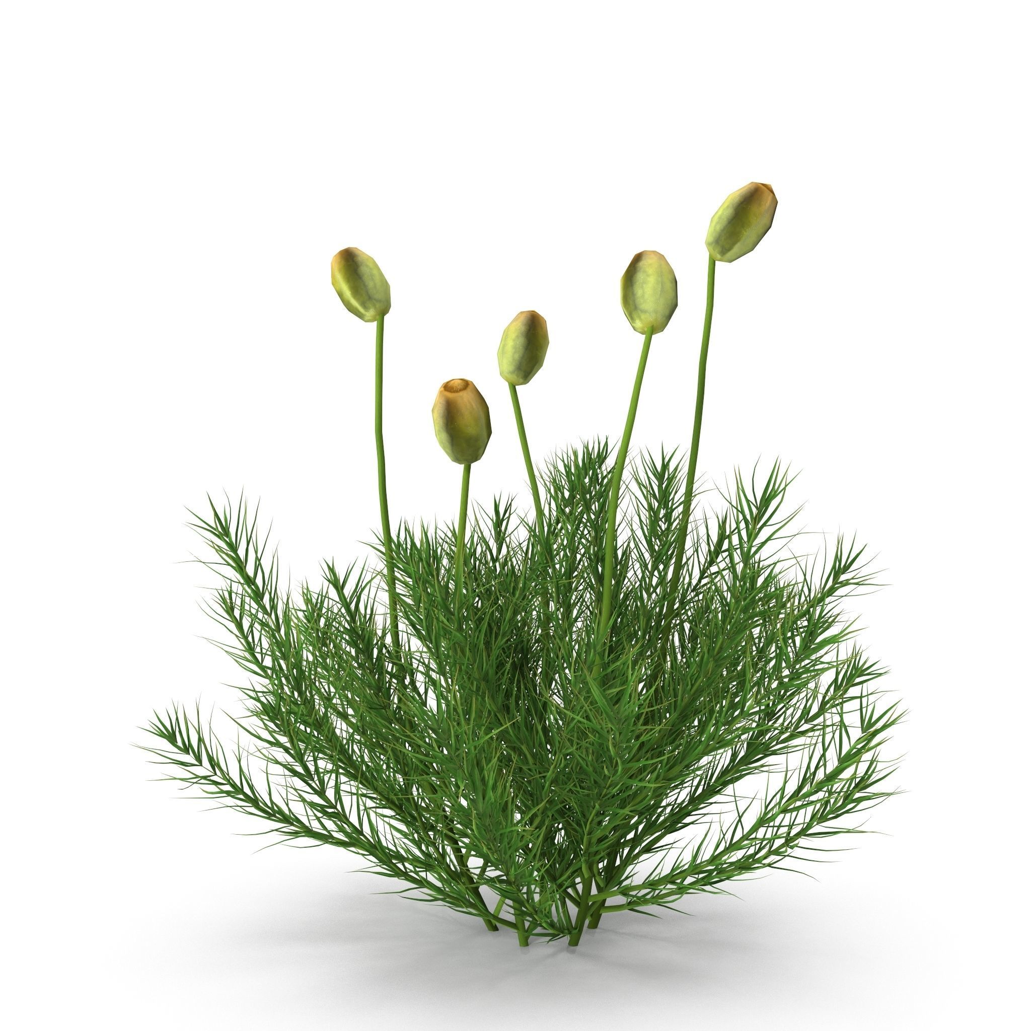 Polytrichum commune Low-poly 3D model_7