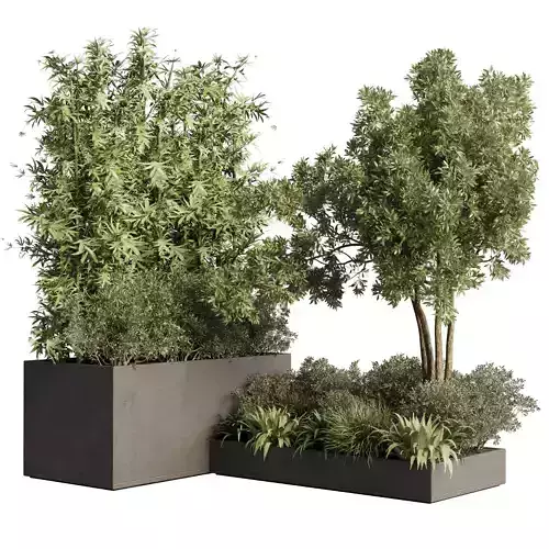 Outdoor plant  concrete dirt vase bax pot bamboo tree bush fern