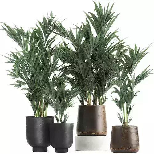 Collection of decorative palms in pots 1090