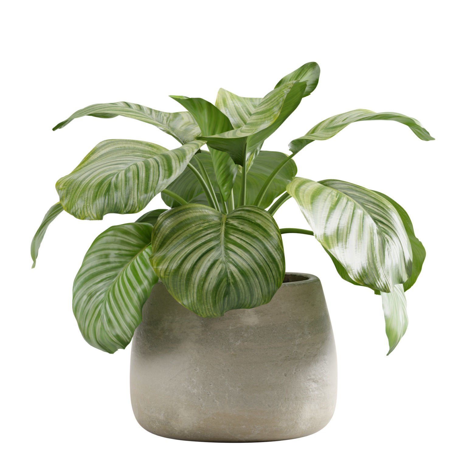 Calathea Orbifolia 3D model_2