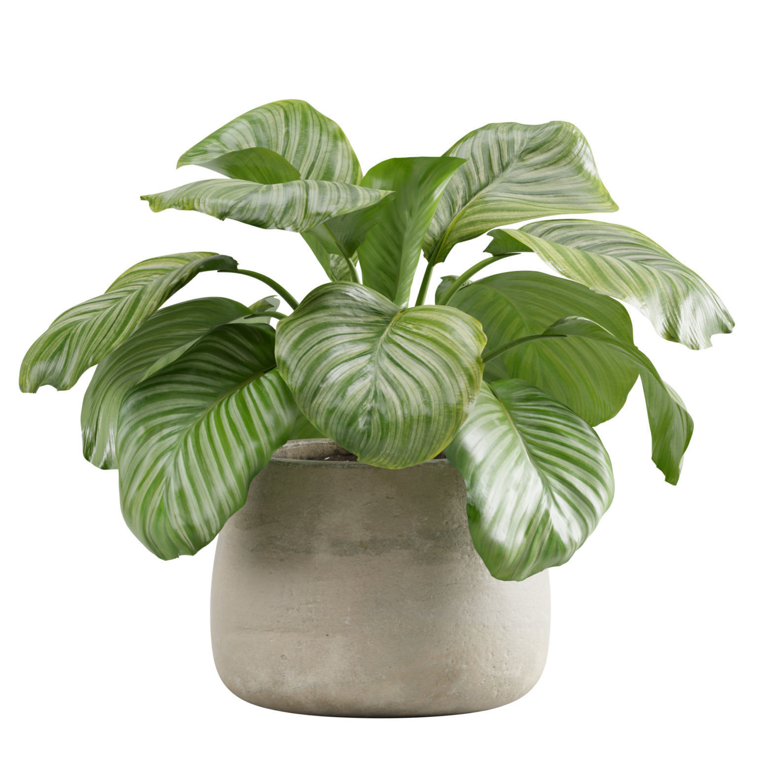 Calathea Orbifolia 3D model_1