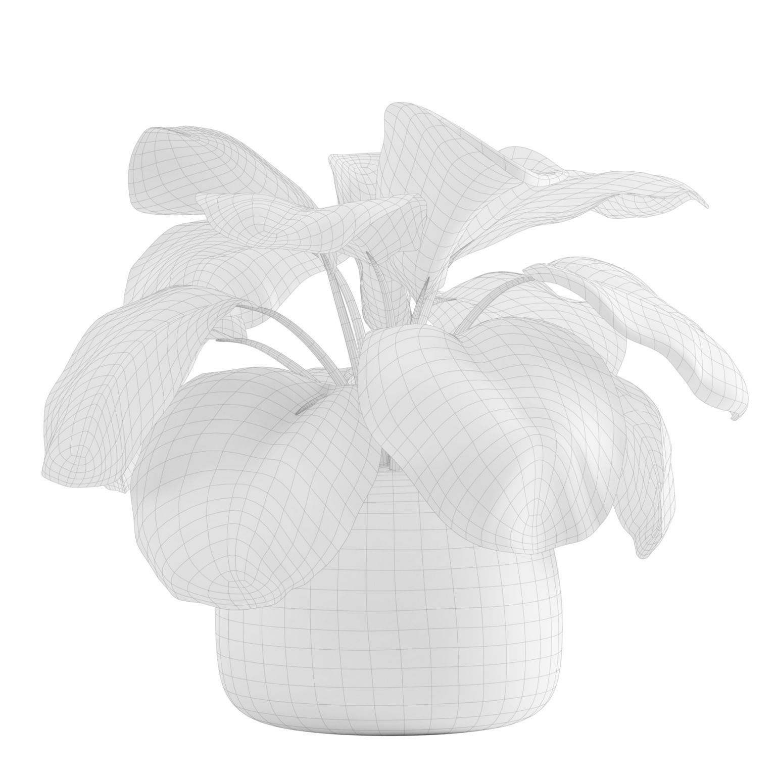 Calathea Orbifolia 3D model_3