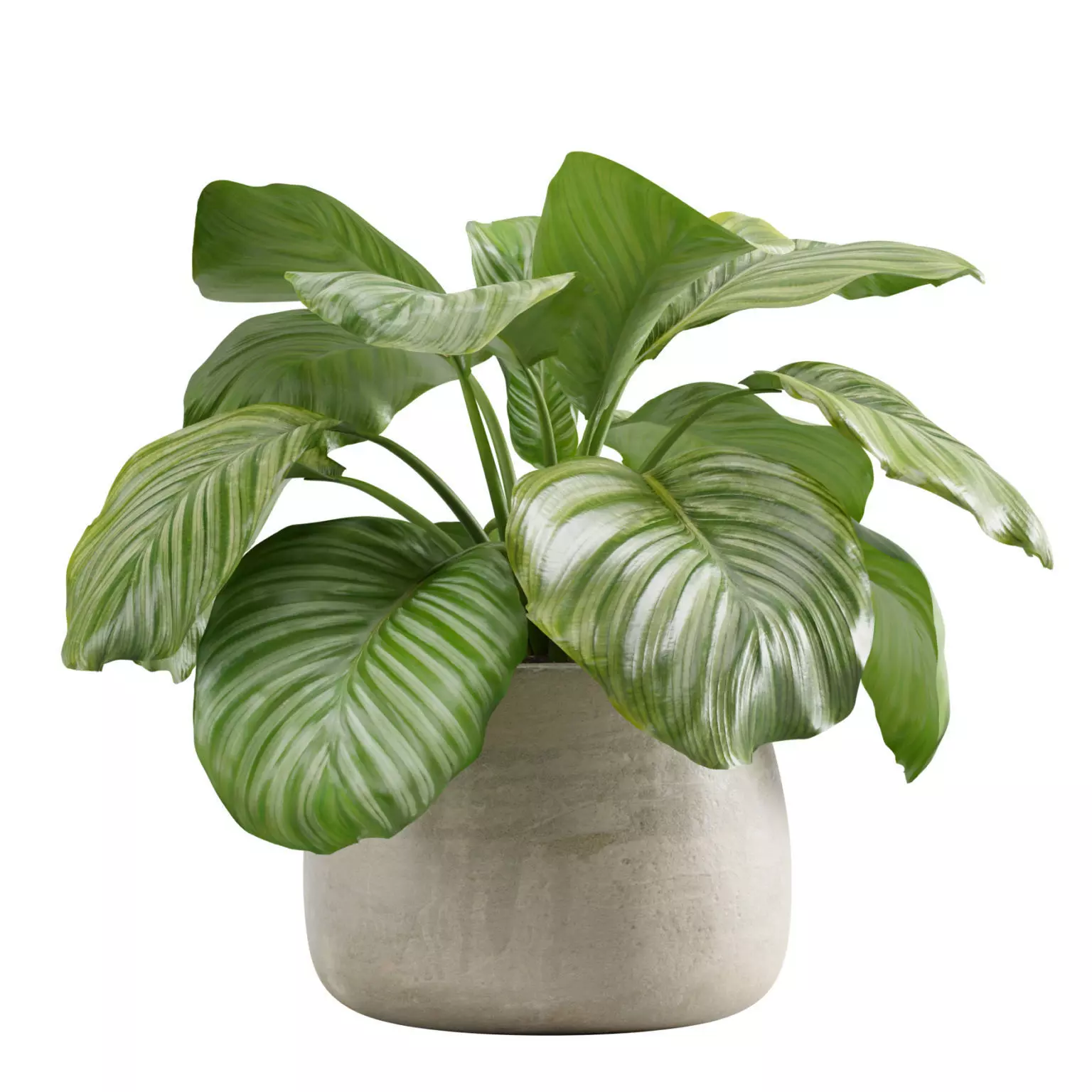 Calathea Orbifolia 3D model_0