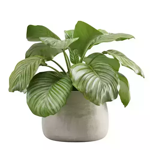 Calathea Orbifolia 3D model
