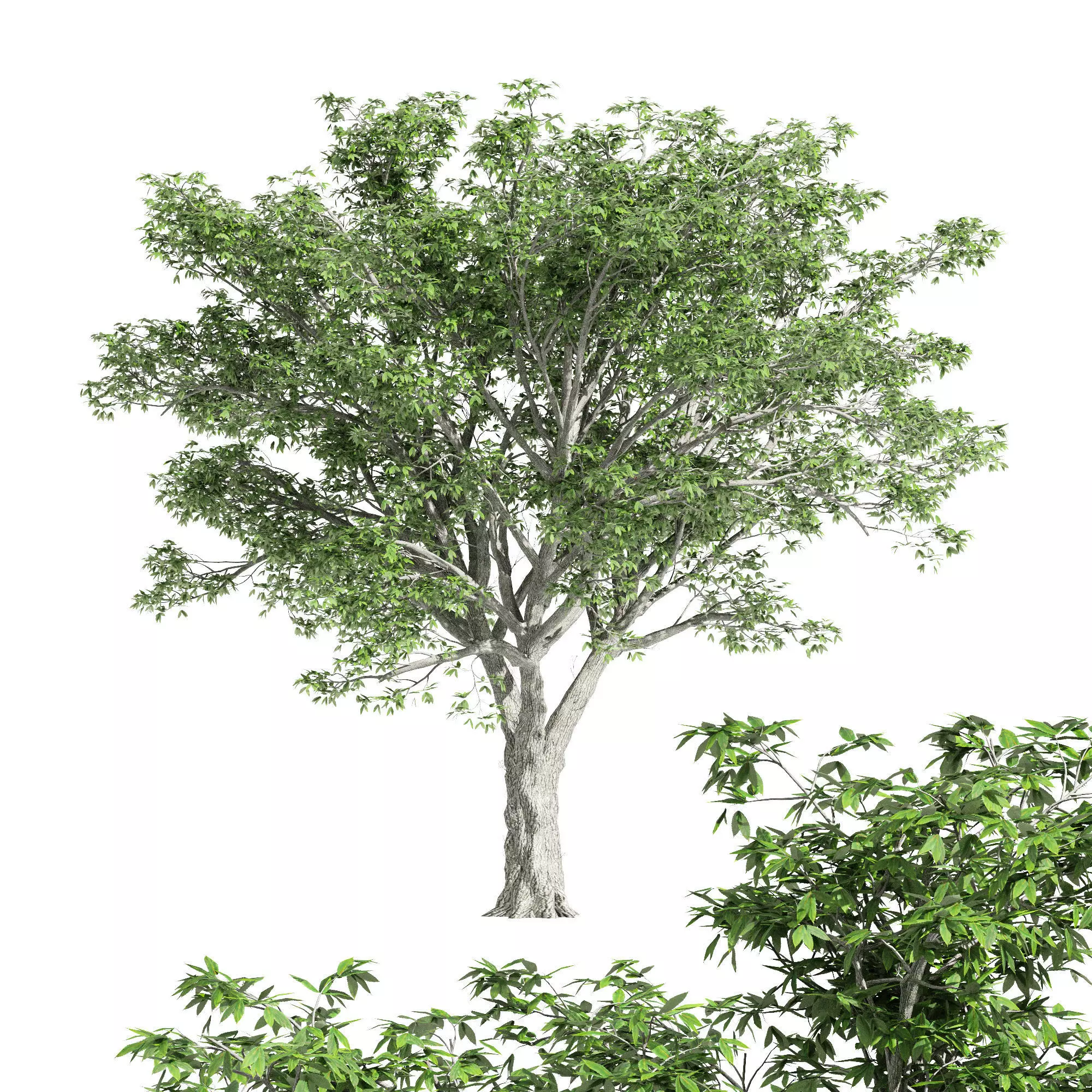 American Elm tree Free 3D model_0