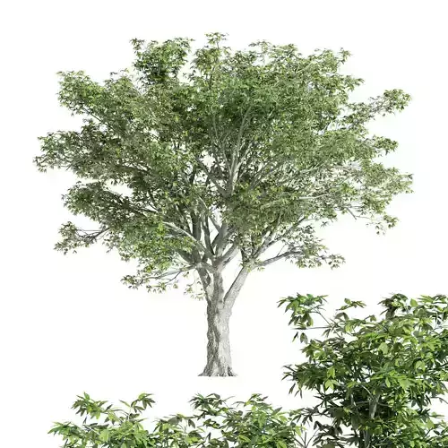 American Elm tree Free 3D model