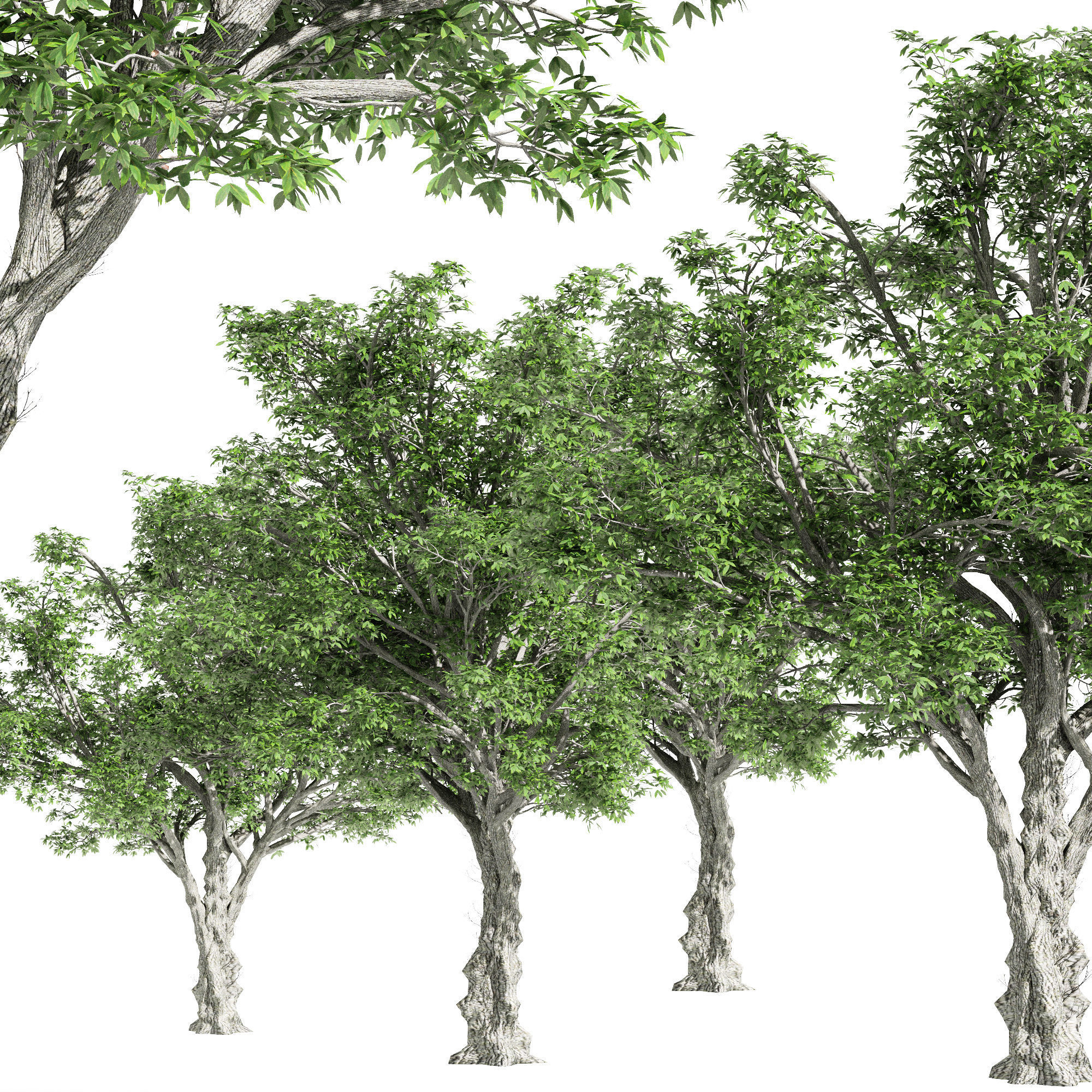 American Elm tree Free 3D model_1