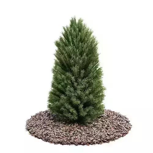 Green Pine Tree