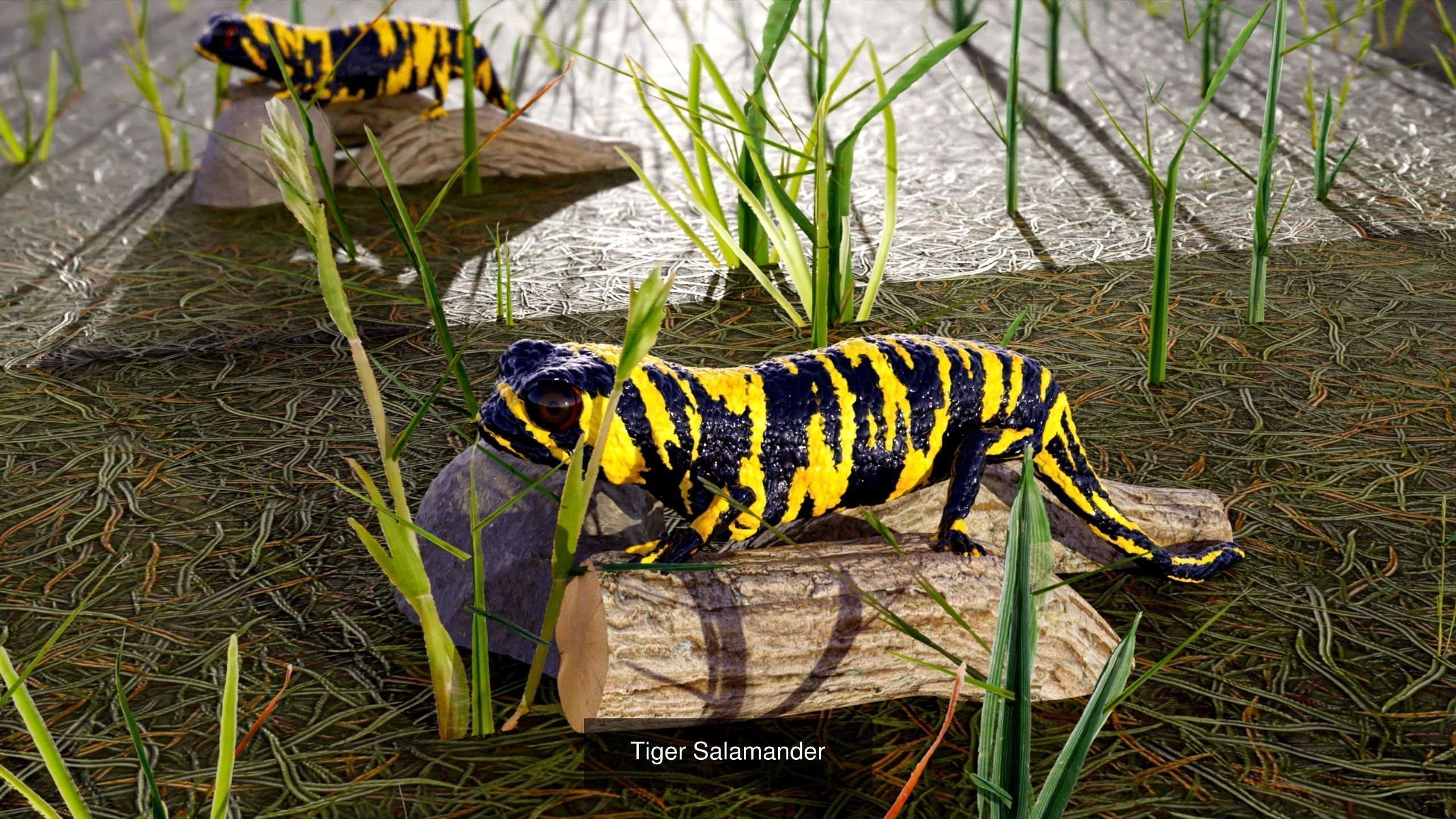 Animals two crows flying in air 3D Model Collection_10