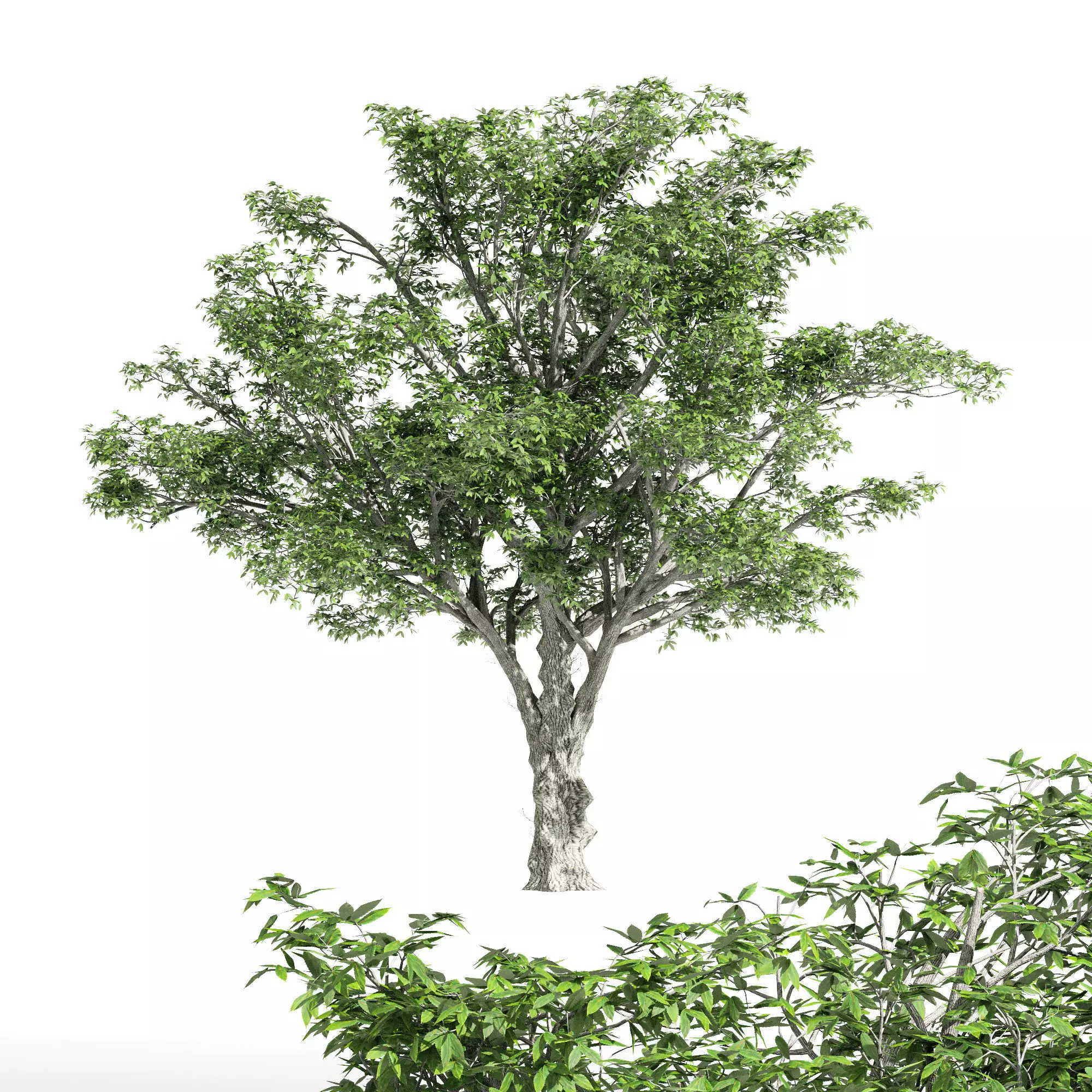 American Elm01 tree Free 3D model