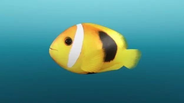 Tropical Fish 3D model_0