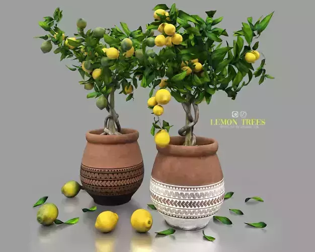 lemon trees 3D model