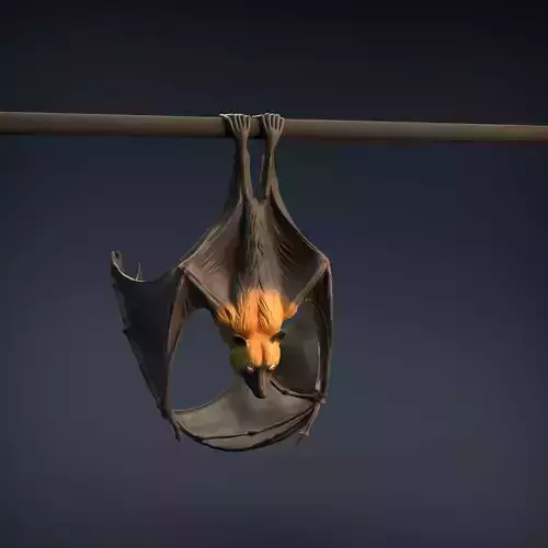 Flying Fox - Fruit Bat for 3D printing 3D print model