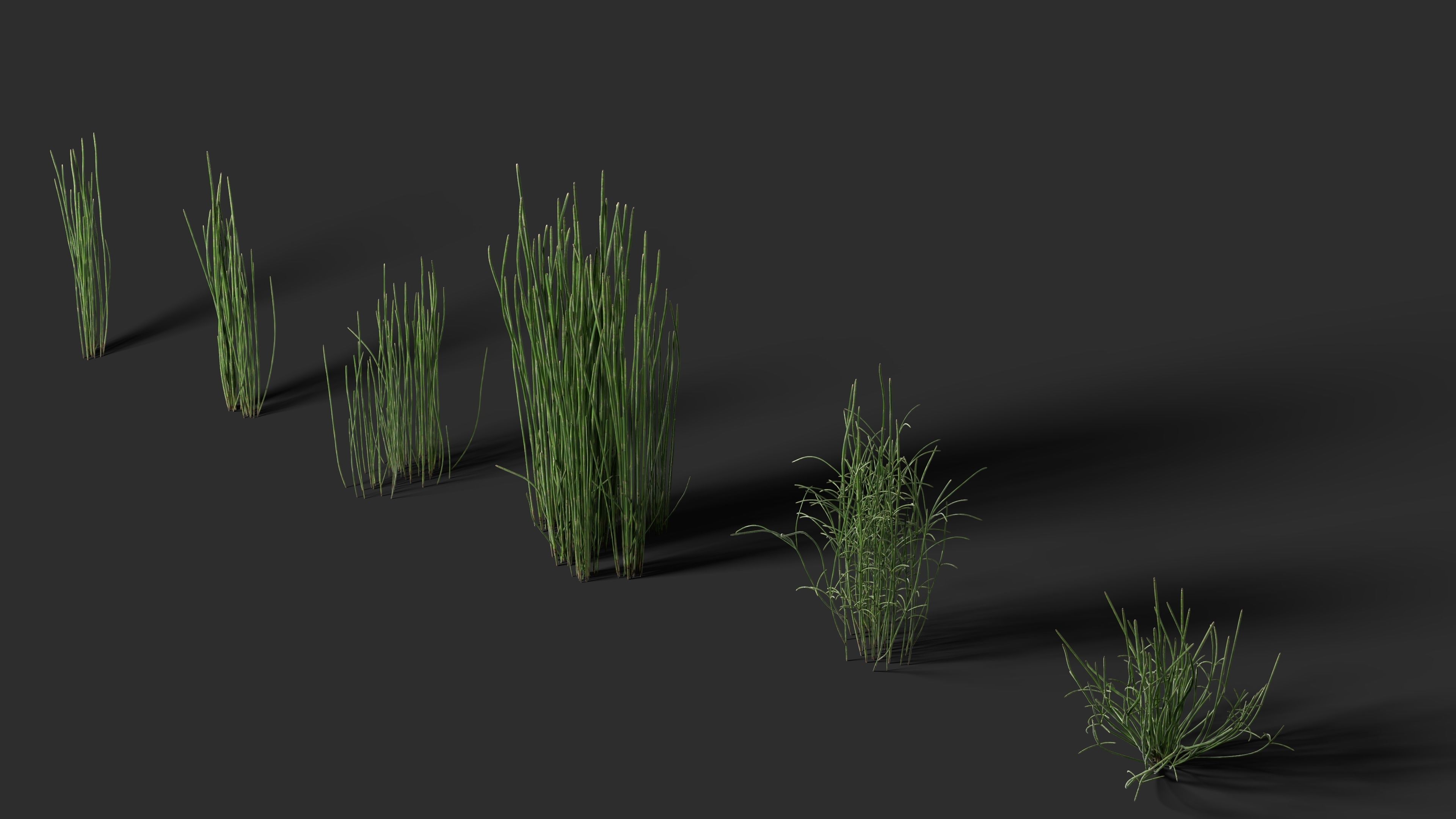 Grass - Equisetum hyemale-01 3D model_5