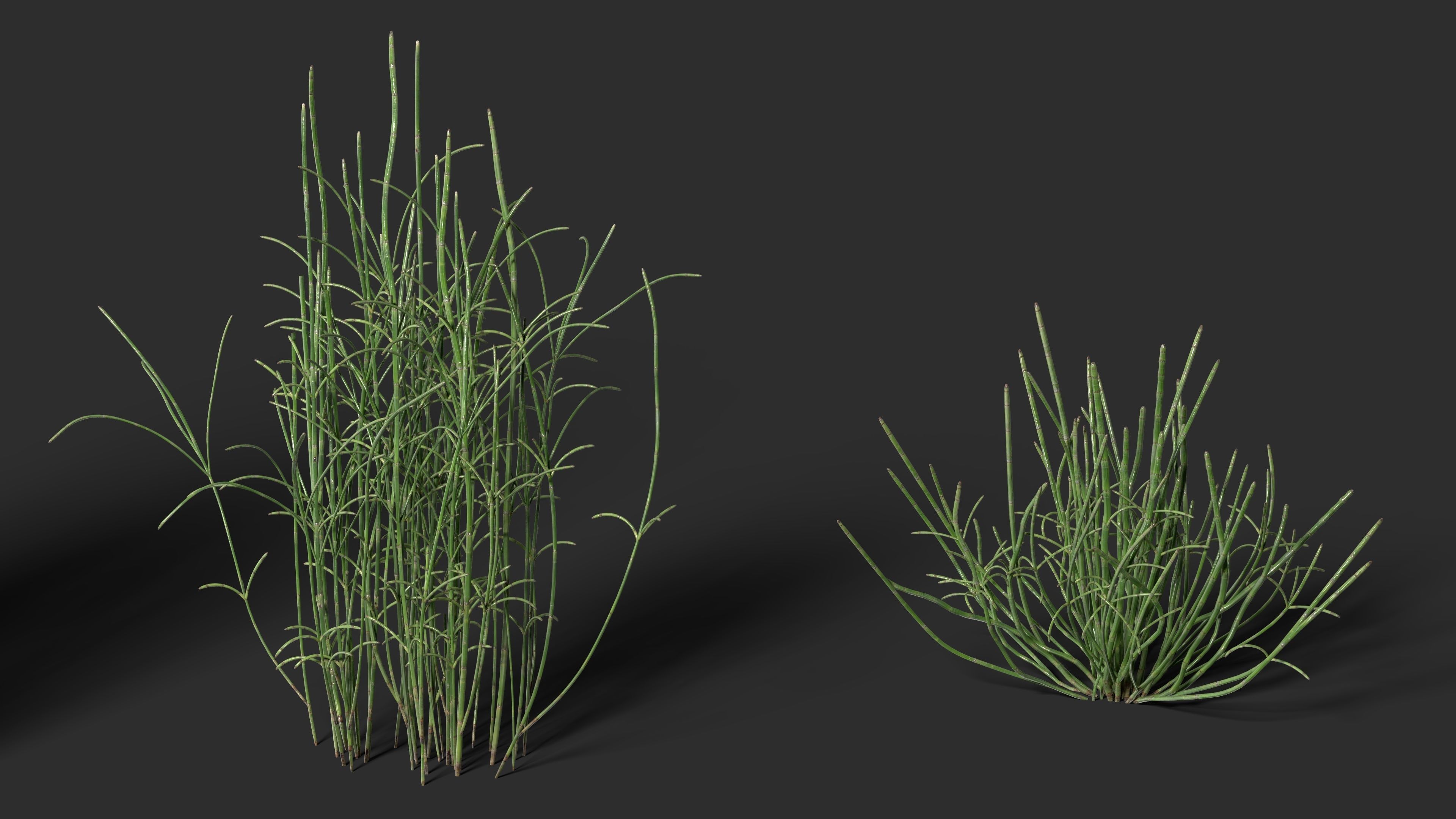 Grass - Equisetum hyemale-01 3D model_3
