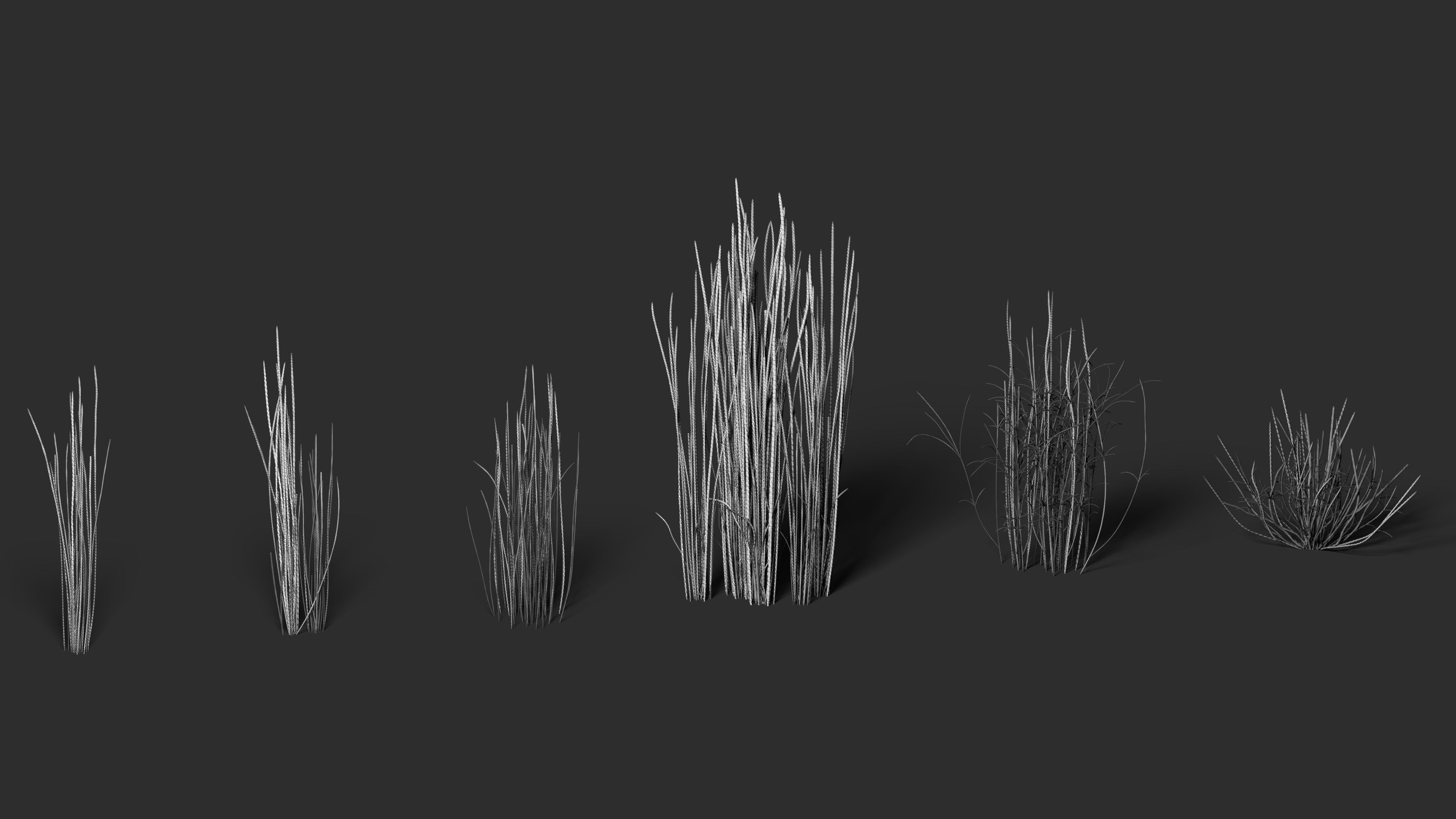 Grass - Equisetum hyemale-01 3D model_4